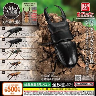 【盧卡斯偷椅子】現貨 正版 BANDAI 萬代 生物大圖鑑 鍬形蟲篇 08 P8 鍬形蟲 獨角仙 甲蟲 扭蛋 轉蛋