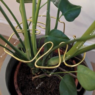 現貨‼️Plant Support 龜背竹 植物莖支架 植物支架 龜背芋架 花莖架 龜背竹架 植物支撐 植物固定支架