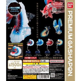 𓅓MOCHO𓅓 現貨 BANDAI Premium 扭蛋 生物大圖鑑進擊-鬥魚 滿月鬥魚 全4種