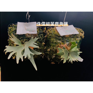 蕨竅~玉女鹿角蕨孢子苗|細菌鹿角蕨孢子苗| Jade Girl &Bacteria |細菌玉女超值組 | 侏儒系列