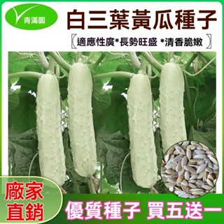 ✨原廠直銷【包裝種子】白三葉水果黃瓜種子四季播小白黃瓜脆甜生吃蔬菜陽臺菜園易種 蔬菜瓜果種子大全