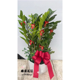（臺中/新竹/高雄免運）桌上型金錢樹盆栽開幕代客送花婚喪喜慶開幕升遷新居落成節慶送禮花藍致賀植栽開店招財新居落成淨化空氣