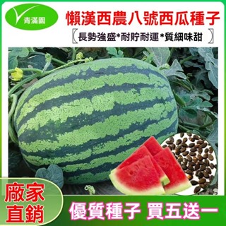 ✨原廠直銷【包裝種子】懶漢瓜王西瓜種子春季種籽早熟超甜特大巨型西農八號西瓜種子 蔬菜瓜果種子大全
