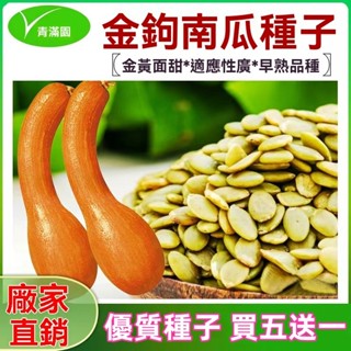 ✨原廠直銷【包裝種子】金鈎南瓜種子甜糯地爬長柄懶人老品種春季陽臺菜園黃狼南瓜籽 蔬菜瓜果種子大全