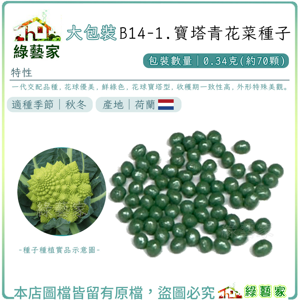 大包裝B14-1.寶塔青花菜種子0.34克(約70顆)(有藥劑處理)F1，花球優美，鮮綠色，花球寶塔型【綠藝家】
