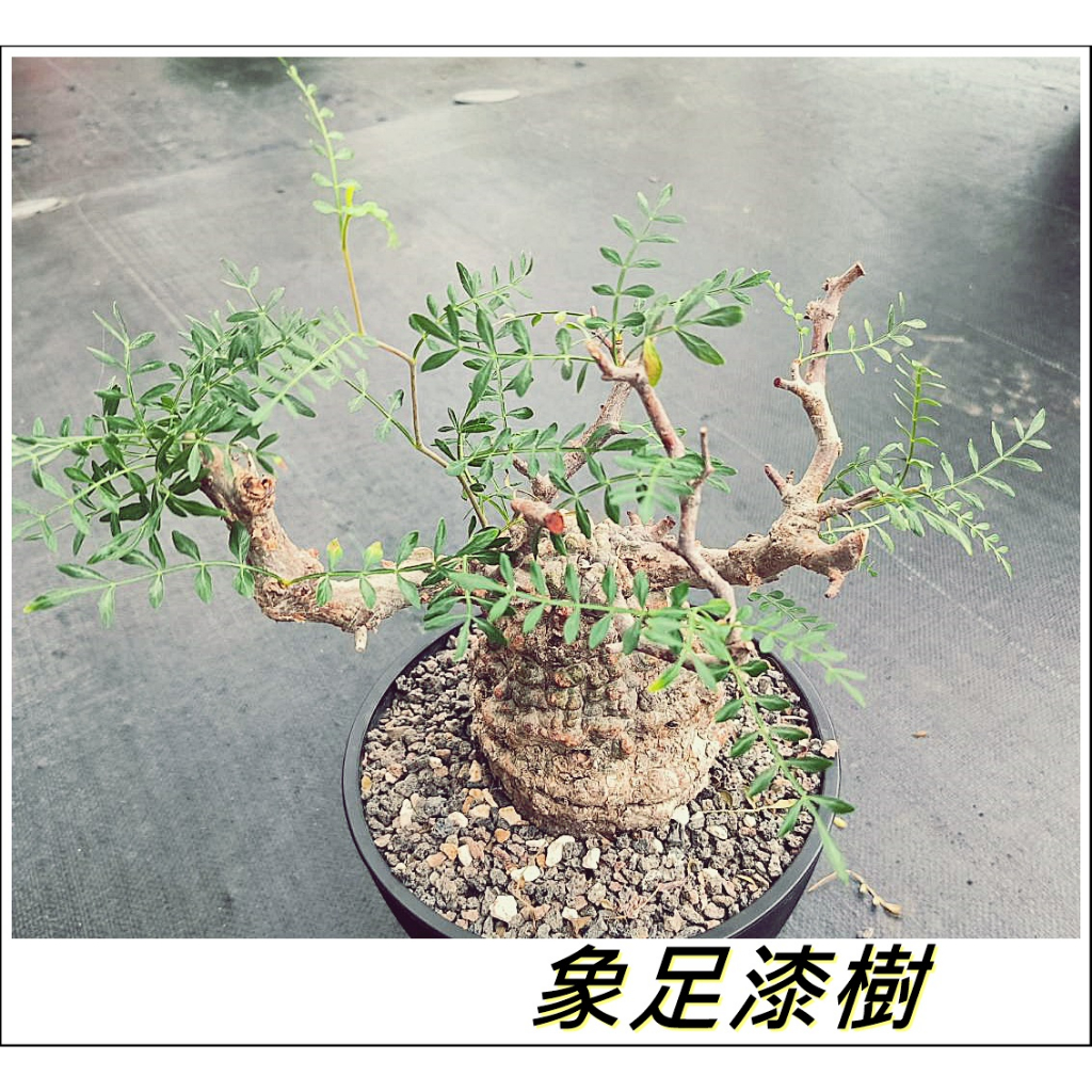 &lt;柯比植物&gt;象足漆樹  塊根植物  象足漆樹實生 根插  實生根插 塊根