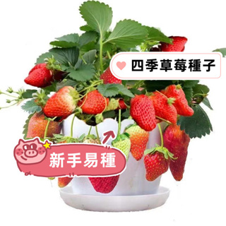 超多款 四季草莓種子(strawberry）洋莓紅莓地莓 紅顏草莓 奶油草莓 黃心草莓 爬藤草莓 新手易種四季開花結果