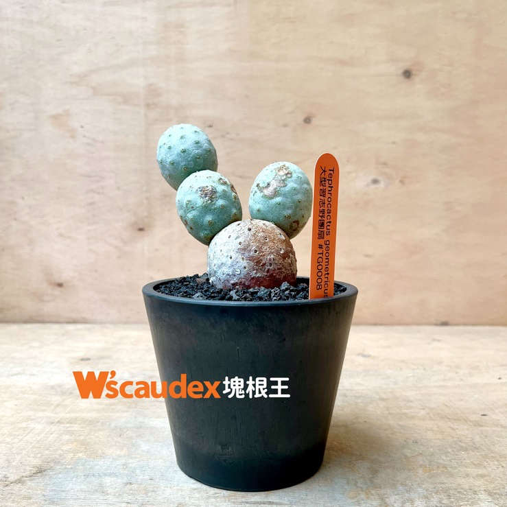 珍稀多肉植物 仙人掌 Tephrocactus geometricus 大型習志野團扇