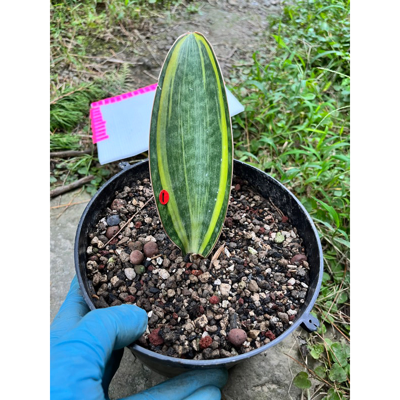 🌳山上有虎尾蘭🌳寶扇錦 虎尾蘭 Sansevieria masoniana var