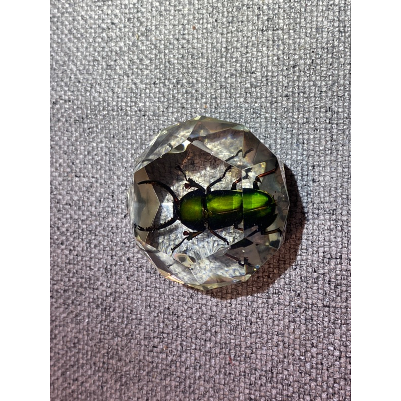 阿爾法克金鍬形蟲公蟲標本 壓克力尺寸5x5x3公分