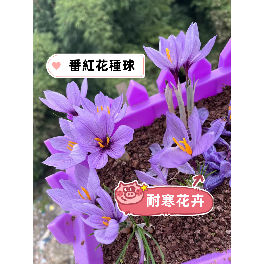 球根 藏紅花種球 （Crocus sativus L.番紅花 西紅花精選大球根莖 名貴中藥花卉 耐寒南北庭院陽臺