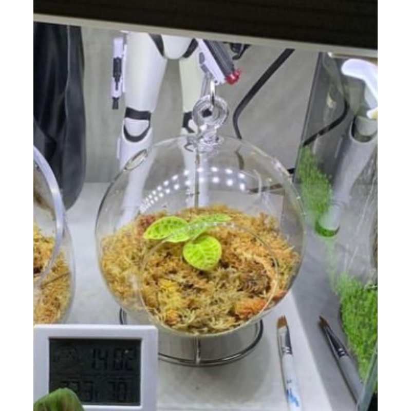 玻璃圓球狀 水生植物多肉植物 植栽盆栽花架花盆 水族植物通用 可掛可擺