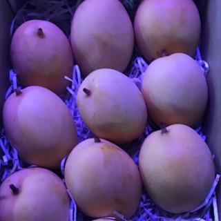 【凱特芒果.玉文芒果】慢文 禮盒 送禮 中秋節 臺南 楠西 玉井 特產