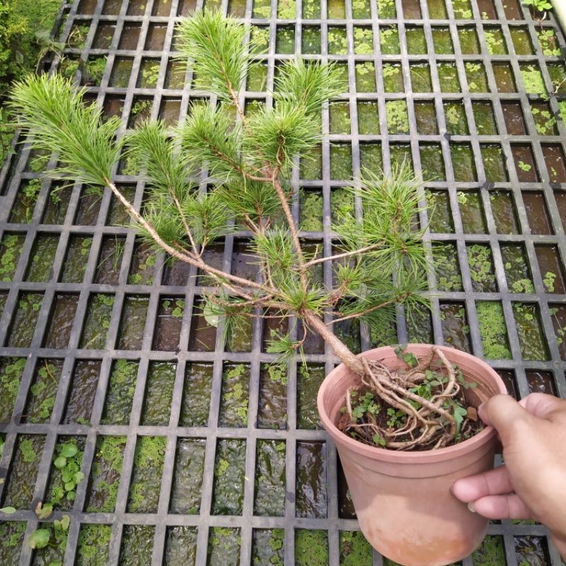 芳苑樹花苗繁殖農場  名稱：八房五葉松