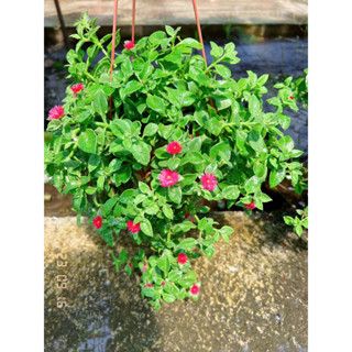 《JC小品園藝》太陽玫瑰/花蔓草5寸盆/植栽/植物/園藝/花藝/日照植物/多肉植物/新手多肉