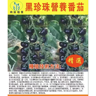 黑珍珠營養番茄種子 黑番茄種子 特色櫻桃番茄西紅柿 盆栽蔬菜籽
