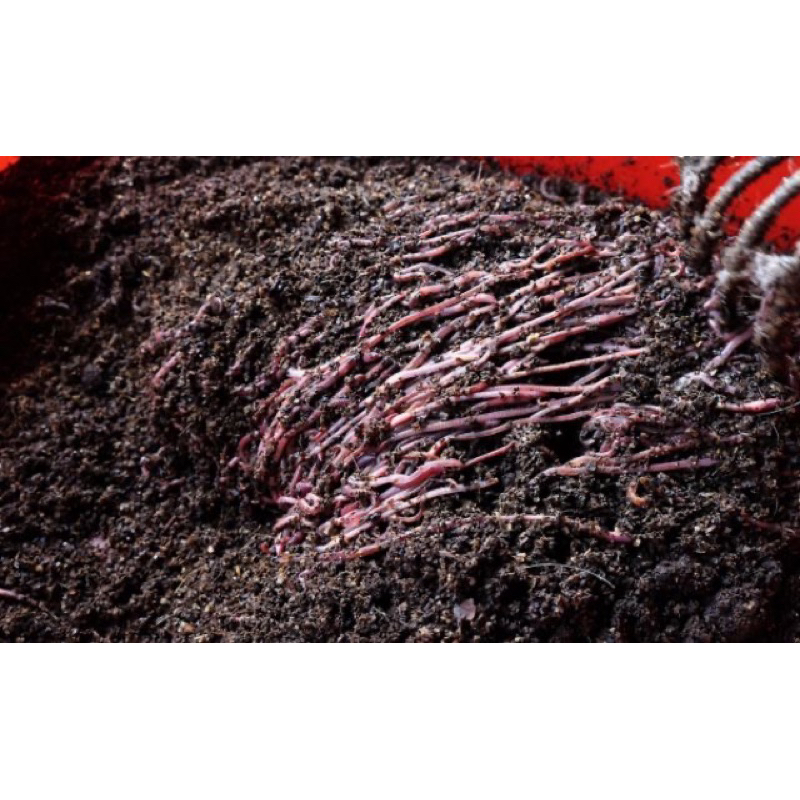 非洲夜印度藍歐洲紅蚯蚓60隻以上隨機盒裝方案，寄送最快2天到，純天然養殖！可餵食寵物釣魚家庭廚餘處理。二二