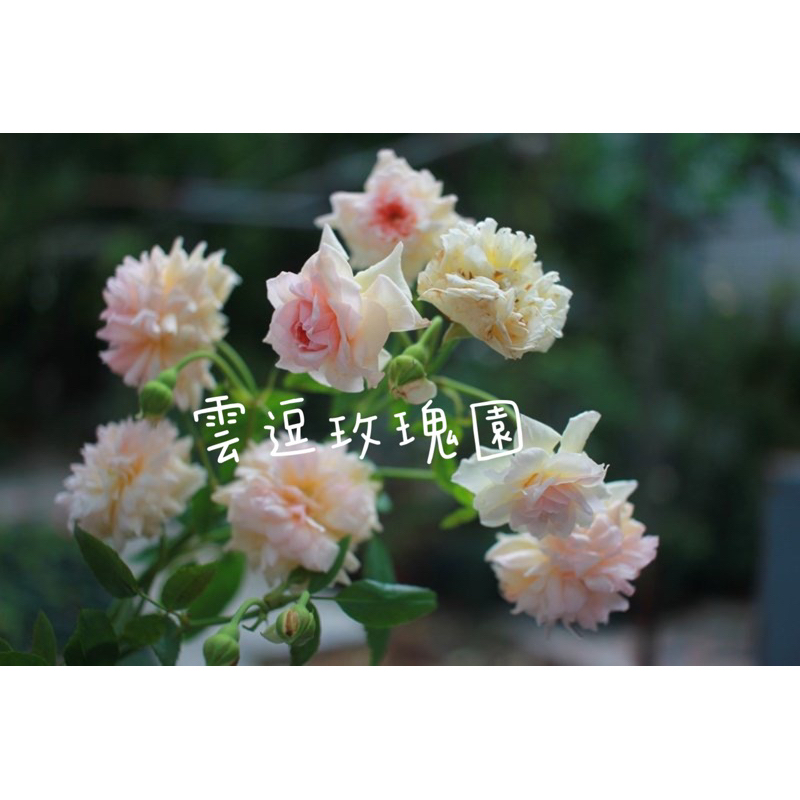 玫瑰花🌹長勢強.群開蔓玫.梅爾的遺產玫瑰花🌹使用玫瑰專用土.梅爾的遺產蔓性月季玫瑰花