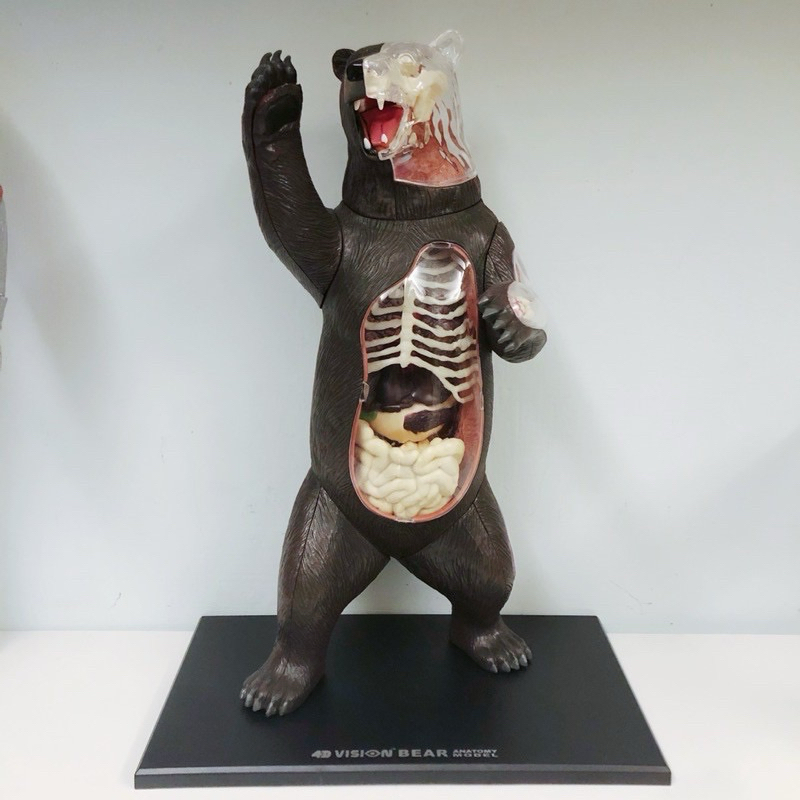 二手 正版 熊出沒注意 動物解剖模型 透視器官 透明熊 4D MASTER 12吋 1/6 棕熊 小熊 骨骼 肌肉