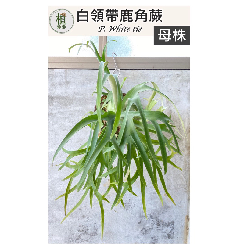 【植爺爺】白領帶鹿角蕨(P. White tie)爪哇交日本白普-側芽