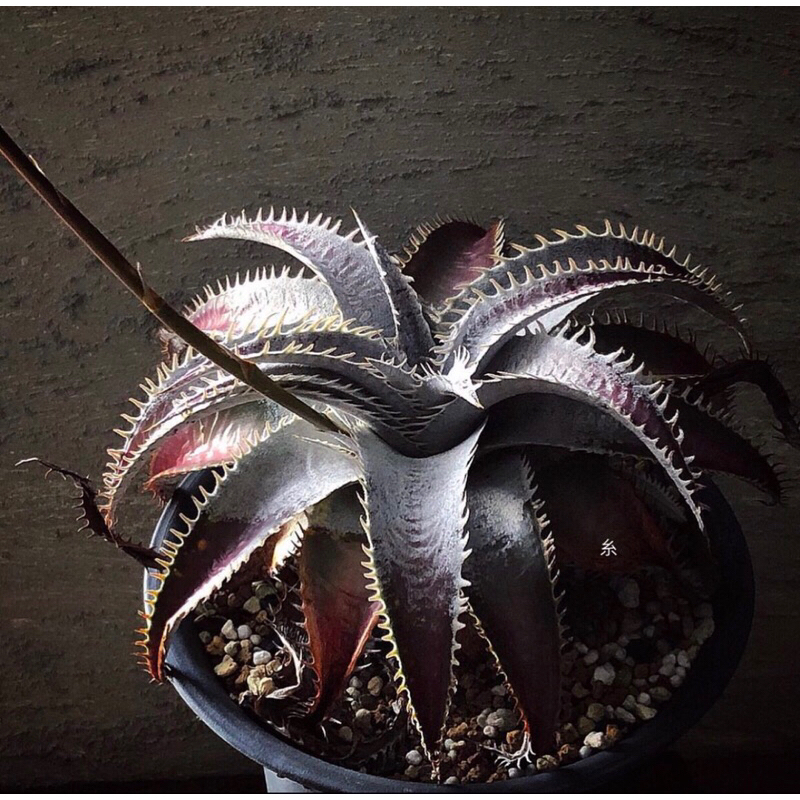 糸·嶼 / Dyckia Hybrid - 沙漠鳳梨 / 多肉 植物