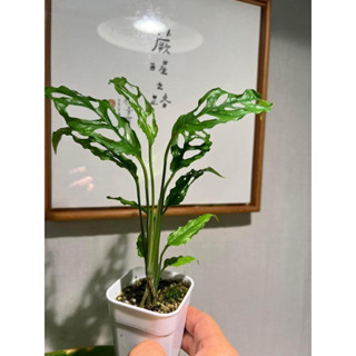 Monstera obliqua Peruvian form 狹長葉型 （1975）「蕨醒之路」