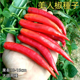 L辣椒種子 四季播種 美人椒種子 紅辣椒 香辣 大田四季盆栽菜種子 芽苗菜