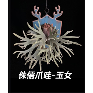 【小蔡的木作坊】玉女鹿角蕨/侏儒爪哇玉女P.willinckii'Jade Girl' Sporeling（杯苗）