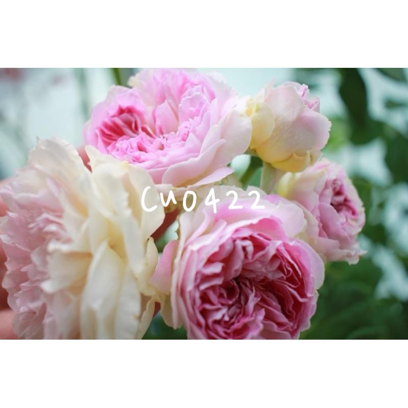 玫瑰花🌹日本河本.藍月石玫瑰花🌹使用玫瑰專用土.藍月石玫瑰