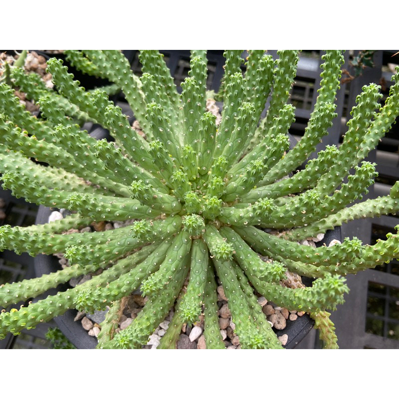 九頭龍 Euphorbia inermis 大戟  / 實生 3吋/奧莉諾多肉園