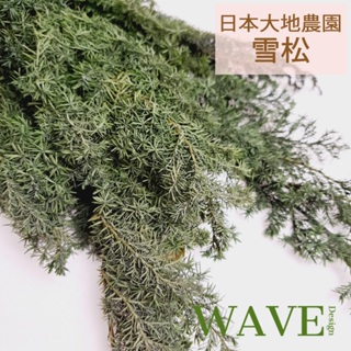 原裝出貨《WAVE Design 》大地農園 永生雪松 01322-780 聖誕花圈材料 DIY 材料 150g