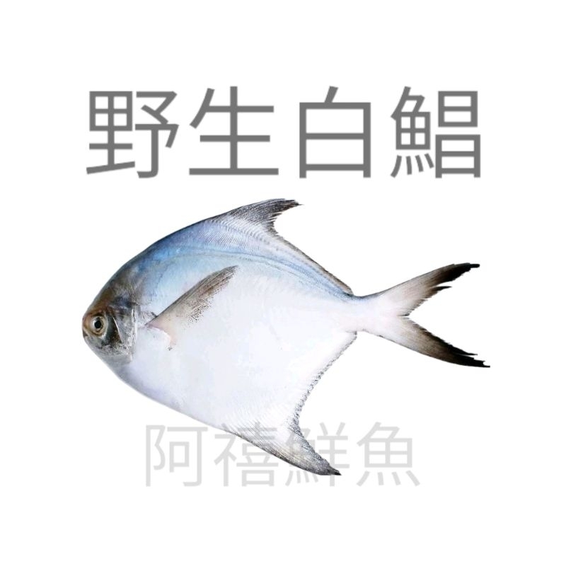 板橋阿禧鮮魚行｜ 500g-600g  ｜白鯧魚｜白鯧 ｜ 正白鯧