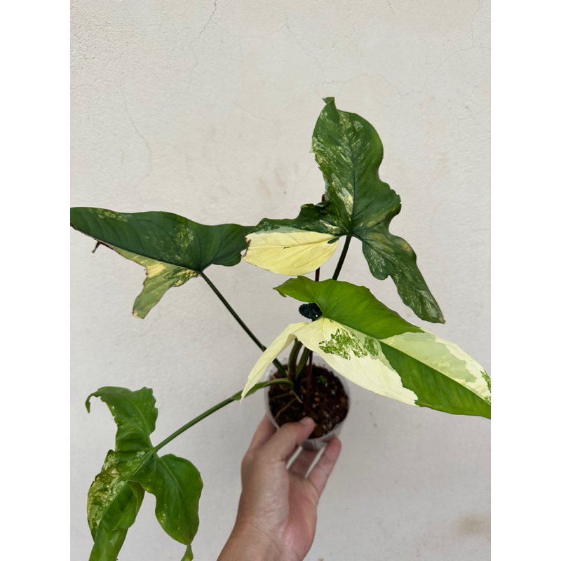 黃斑合果芋（觀葉植物、雨林植物）
