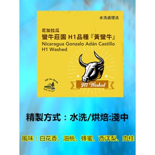 💪尼加拉瓜 蠻牛莊園 H1品種 『黃蠻牛』【水洗】💪