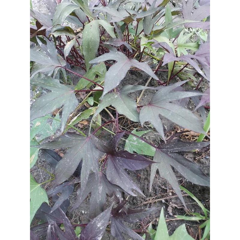 紫色五爪地瓜葉枝條10-15公分裸根苗