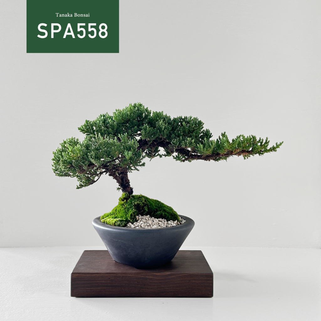 【Tanaka Bonsai】SPA558 珍珠柏盆景(不含木墊片）｜松柏盆栽