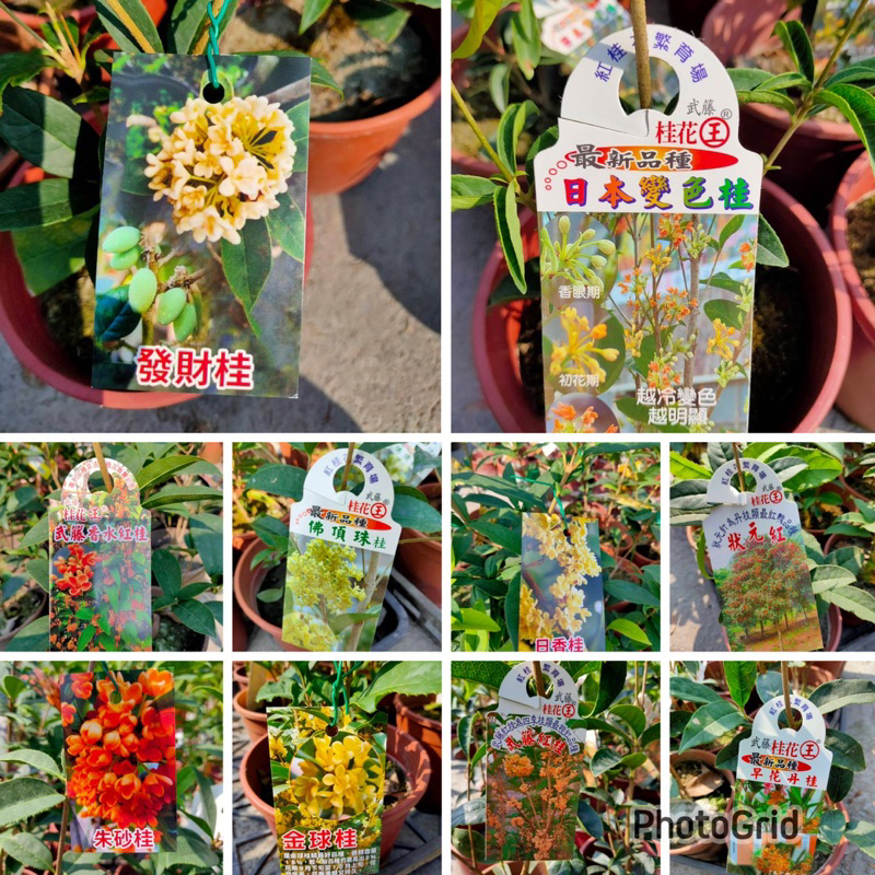 霏霏園藝    日本香水桂花5吋。高度30-40高度可以選品種
