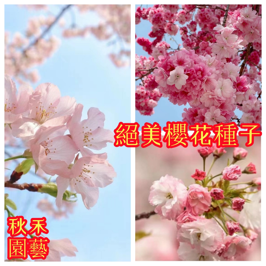 🌷【日本櫻花種子】 超低價 四季開花 林木花卉種子室內外桌面觀花盆栽 種子 開花不斷 超低價