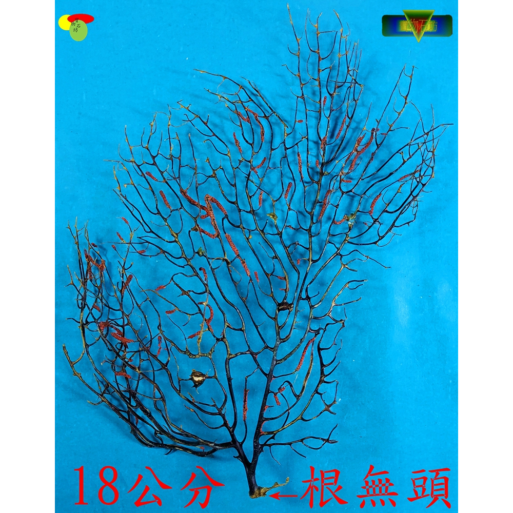 寶物石坊】天然海樹~編號109~沒加工處理~寄居蟹攀爬用~魚缸造景~室內擺設~diy材料包＃公仔funko pop＃貝殼