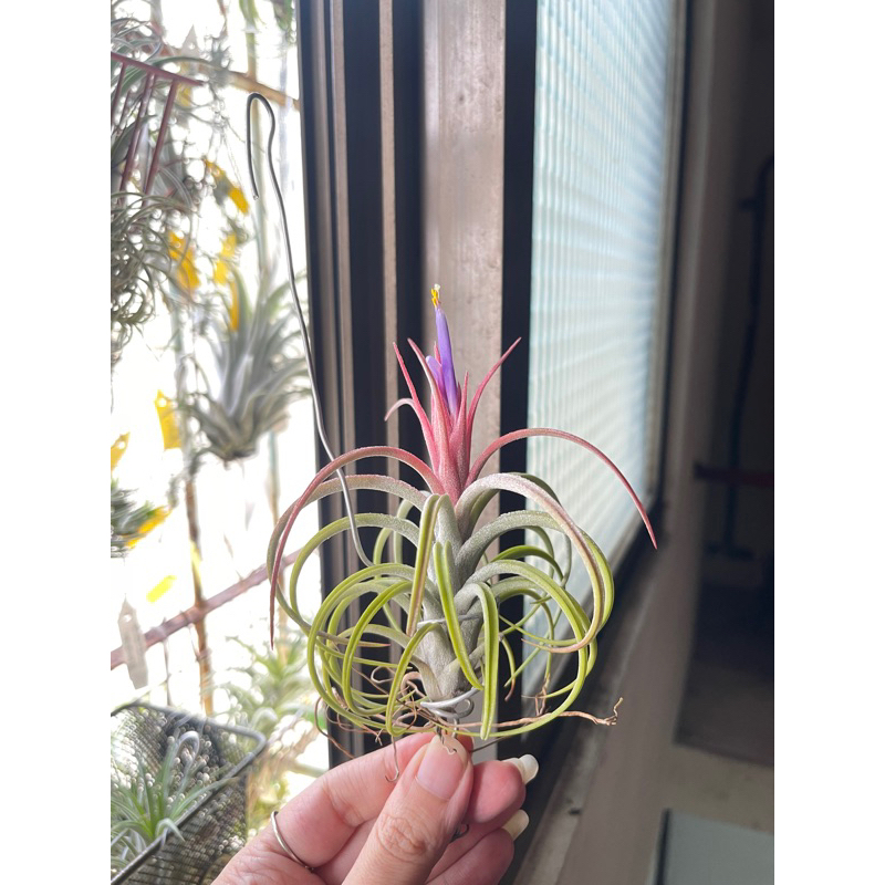 空氣鳳梨 小精靈x紅女王頭Tillandsia ionantha X paucifolia YZ小舖