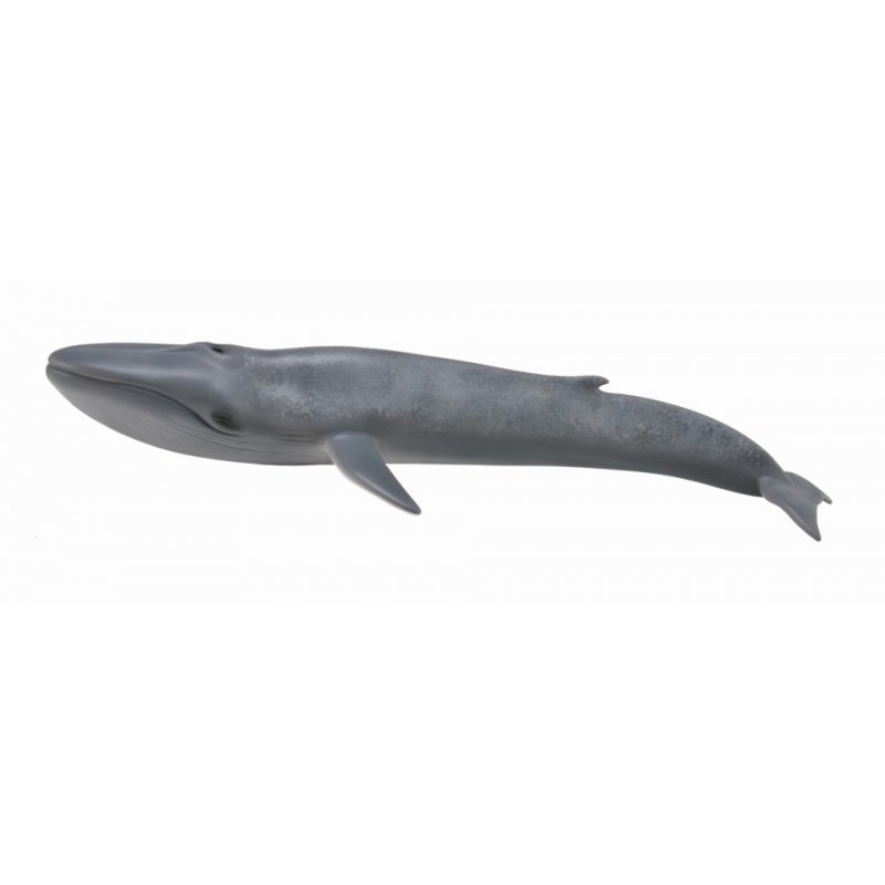 COLLECTA動物模型 - 藍鯨