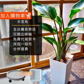 天堂鳥大型觀葉植物 白花七吋盆栽 室內擺設開幕送禮首選 綠意空間造景好物