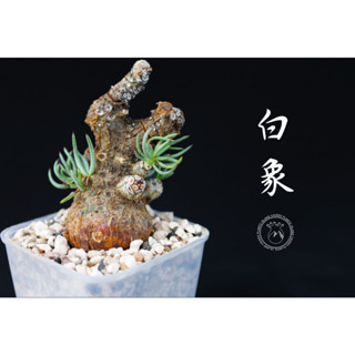 白象 Tylecodon pearsonii 塊根植物 原產塊根 塊根植物 盆栽 塊根 療癒 陽臺植物 植栽 園藝