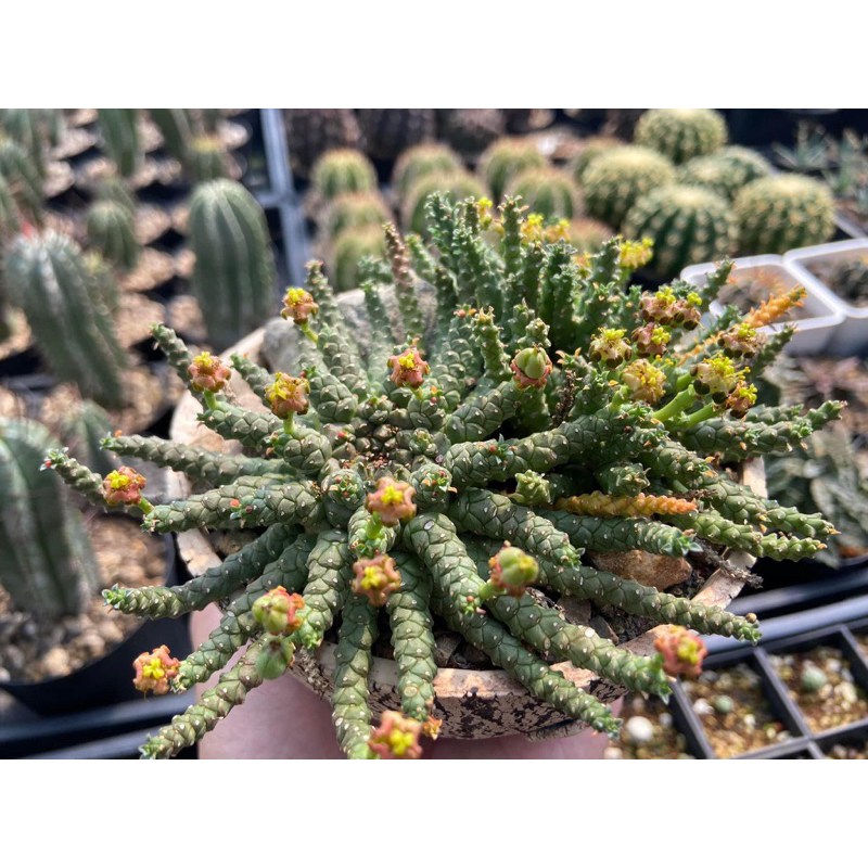 大戟 金輪祭 Euphorbia Gorgonis /實生 3.5吋 /奧莉諾多肉園
