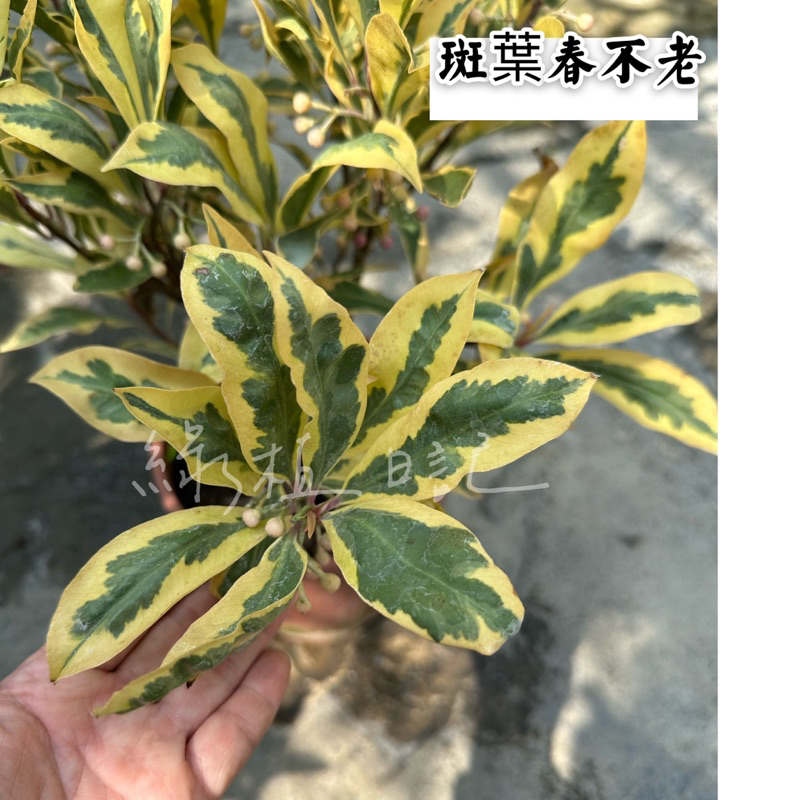 ｜綠植日記｜斑葉春不老/ Ardisia squamulosa cv. Variegata/觀葉植物/6吋