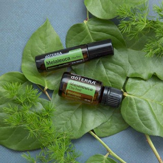 多特瑞茶樹 Melaeuca 15ml精油 / 茶樹呵護滾珠瓶