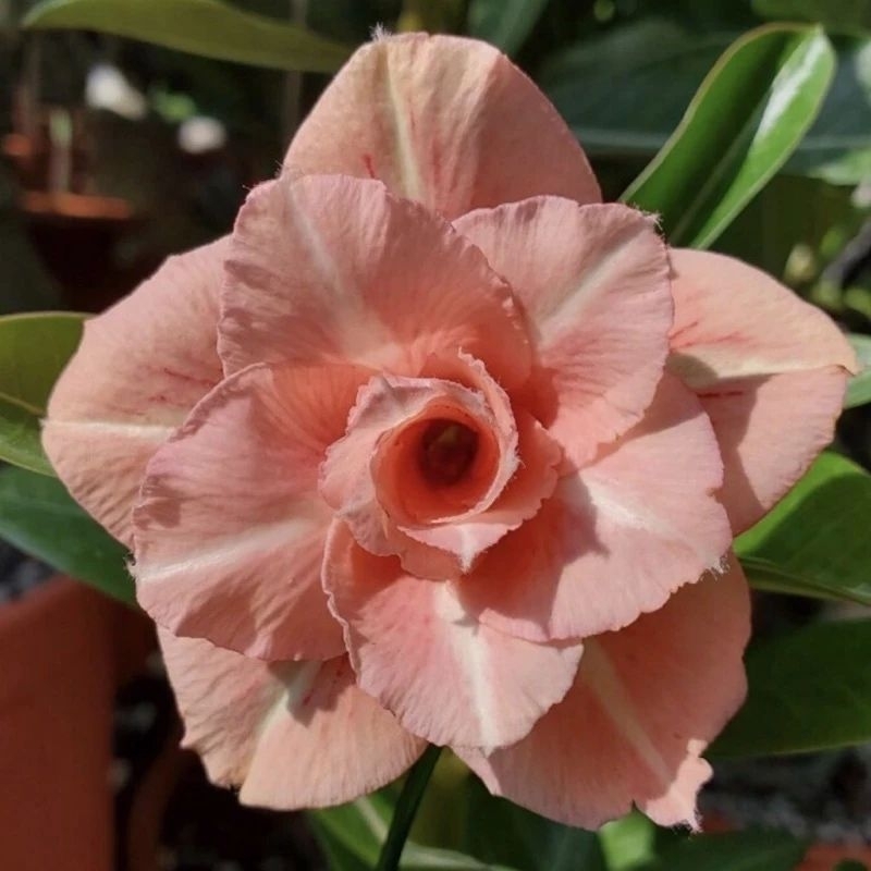 沙漠玫瑰（太子妃）“6”吋盆 重瓣品種 開花性良好