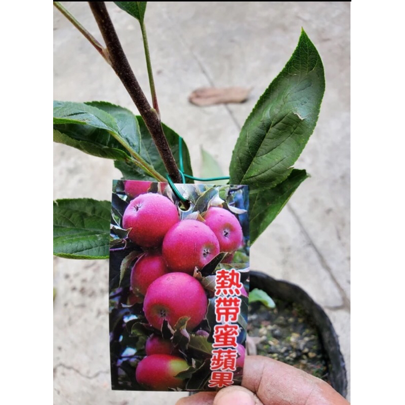 卉迎園藝  熱帶蜜蘋果 4吋半盆 嫁接苗 平地品種 高度50-60公分 單價180元 特價160元