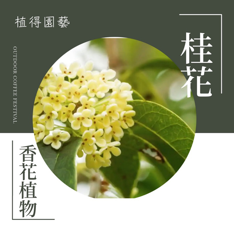 植得｜桂花（發財桂、日香桂、四季紅桂、黃金桂、四季桂花）