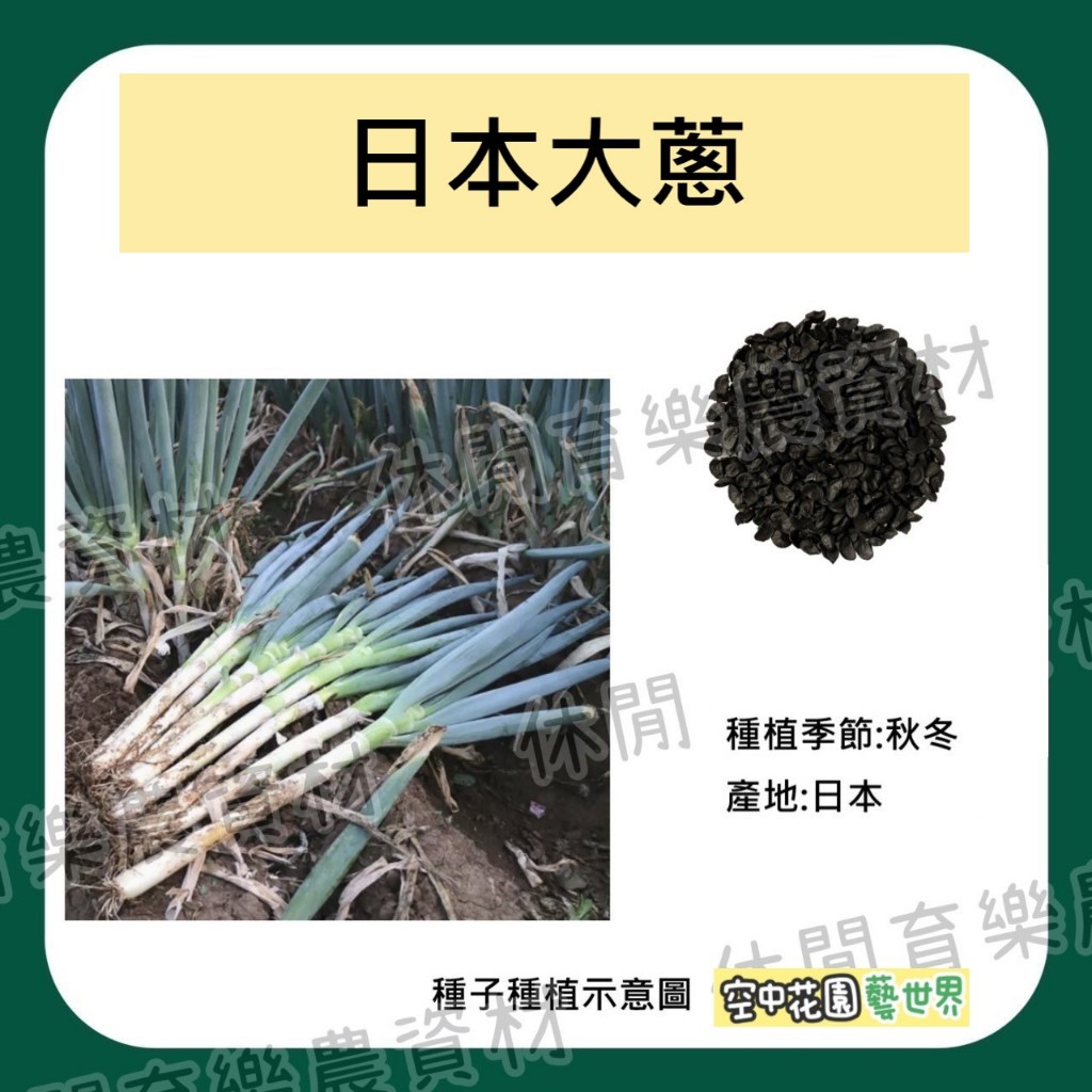 【台灣出貨 電子發票】日本大蔥 種子 0.5g(約200顆) 大蔥 長蔥 長壽蔥 種菜 菜籽 空中花園藝世界